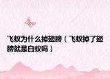 飞蚁为什么掉翅膀（飞蚁掉了翅膀就是白蚁吗）
