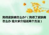 狗得皮肤病怎么办?（狗得了皮肤病怎么办 给大家介绍这两个方法）