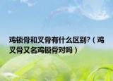 鸡锁骨和叉骨有什么区别?（鸡叉骨又名鸡锁骨对吗）