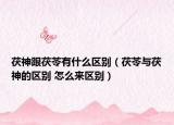 茯神跟茯苓有什么区别（茯苓与茯神的区别 怎么来区别）