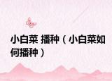 小白菜 播种（小白菜如何播种）