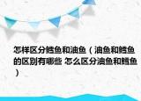 怎样区分鳕鱼和油鱼（油鱼和鳕鱼的区别有哪些 怎么区分油鱼和鳕鱼）