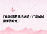 门球绒廊月季抗病吗（门廊绒球月季优缺点）