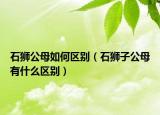石狮公母如何区别（石狮子公母有什么区别）