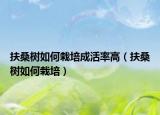 扶桑树如何栽培成活率高（扶桑树如何栽培）