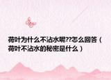 荷叶为什么不沾水呢??怎么回答（荷叶不沾水的秘密是什么）