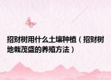 招财树用什么土壤种植（招财树地栽茂盛的养殖方法）
