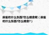 麻雀吃什么东西?怎么喂食呢（麻雀吃什么东西?怎么喂食?）