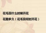花毛茛什么时候开花|花期多久（花毛茛何时开花）