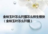 金枝玉叶怎么扦插怎么样生根快（金枝玉叶怎么扦插）