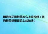 网购梅花裸根苗怎么上盆视频（网购梅花裸根苗的上盆做法）