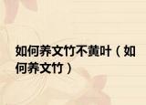 如何养文竹不黄叶（如何养文竹）