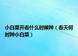 小白菜开春什么时候种（春天何时种小白菜）