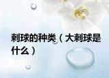 刺球的种类（大刺球是什么）