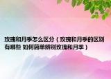 玫瑰和月季怎么区分（玫瑰和月季的区别有哪些 如何简单辨别玫瑰和月季）