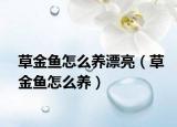 草金鱼怎么养漂亮（草金鱼怎么养）