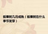 板栗树几月成熟（板栗树在什么季节发芽）