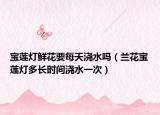 宝莲灯鲜花要每天浇水吗（兰花宝莲灯多长时间浇水一次）