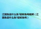 江团鱼是什么鱼?是鲶鱼吗视频（江团鱼是什么鱼?是鲶鱼吗）