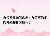 办公室多肉怎么养（办公室的多肉养殖有什么技巧）