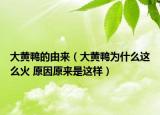 大黄鸭的由来（大黄鸭为什么这么火 原因原来是这样）