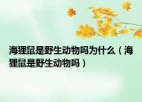 海狸鼠是野生动物吗为什么（海狸鼠是野生动物吗）
