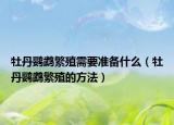 牡丹鹦鹉繁殖需要准备什么（牡丹鹦鹉繁殖的方法）