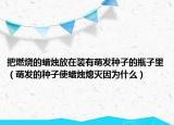 把燃烧的蜡烛放在装有萌发种子的瓶子里（萌发的种子使蜡烛熄灭因为什么）