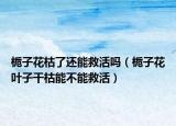 栀子花枯了还能救活吗（栀子花叶子干枯能不能救活）