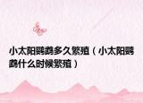 小太阳鹦鹉多久繁殖（小太阳鹦鹉什么时候繁殖）