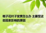 栀子花叶子发黄怎么办 主要受这些因素影响的原因