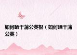 如何晒干蒲公英根（如何晒干蒲公英）