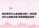 向日葵为什么会向着太阳?（向日葵为什么向着太阳 原来原因是这样）