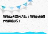 狼狗幼犬饲养方法（狼狗的如何养殖和技巧）