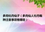多肉牡丹仙子（多肉仙人牡丹栽种注意事项有哪些）