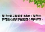 蟹爪兰开花期要多浇水么（蟹角兰开花后必须要掌握的四个养护技巧）