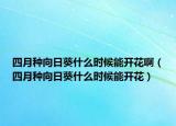 四月种向日葵什么时候能开花啊（四月种向日葵什么时候能开花）