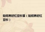 如何养好红豆杉苗（如何养好红豆杉）