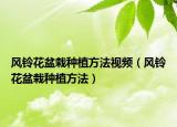 风铃花盆栽种植方法视频（风铃花盆栽种植方法）