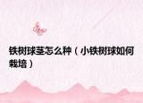 铁树球茎怎么种（小铁树球如何栽培）