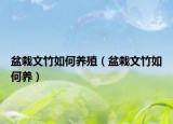 盆栽文竹如何养殖（盆栽文竹如何养）