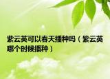紫云英可以春天播种吗（紫云英哪个时候播种）