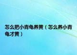 怎么把小青龟养黄（怎么养小青龟才黄）