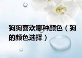 狗狗喜欢哪种颜色（狗的颜色选择）