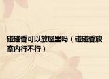 碰碰香可以放屋里吗（碰碰香放室内行不行）