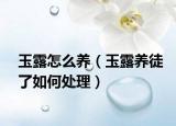 玉露怎么养（玉露养徒了如何处理）