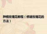 种植玫瑰花教程（修建玫瑰花的方法）