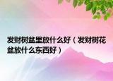 发财树盆里放什么好（发财树花盆放什么东西好）