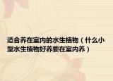 适合养在室内的水生植物（什么小型水生植物好养要在室内养）