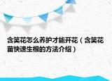 含笑花怎么养护才能开花（含笑花苗快速生根的方法介绍）